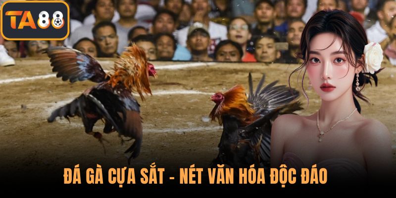 Đá Gà Cựa Sắt - Nét Văn Hóa Độc Đáo Và Những Điều Cần Biết