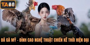 Đá Gà Mỹ – Đỉnh Cao Nghệ Thuật Chiến Kê Thời Hiện Đại