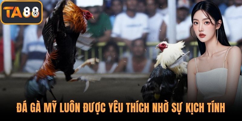 Đá gà Mỹ luôn được yêu thích nhờ sự kịch tính