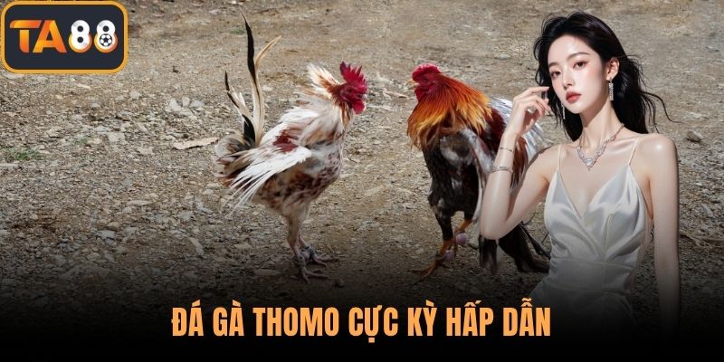 Đá gà Thomo cực kỳ hấp dẫn