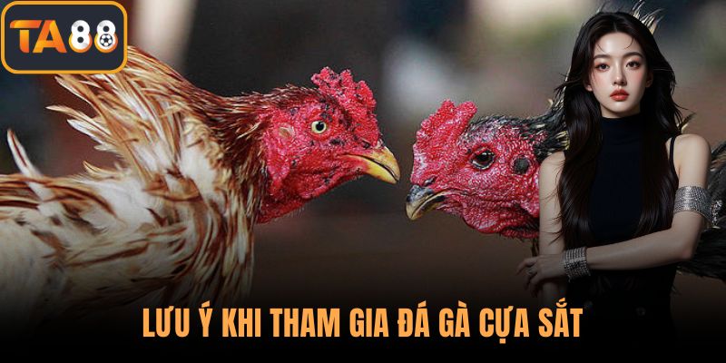 Lưu ý khi tham gia đá gà cựa sắt