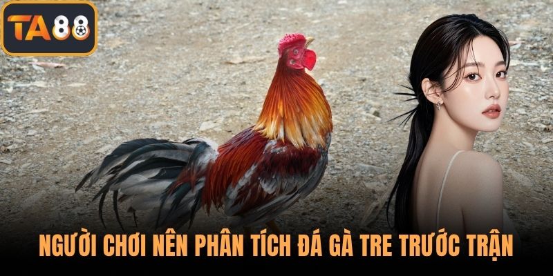 Người chơi nên phân tích đá gà tre trước trận