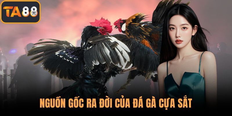 Nguồn gốc ra đời của đá gà cựa sắt