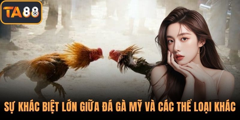 Sự khác biệt lớn giữa đá gà Mỹ và các thể loại khác