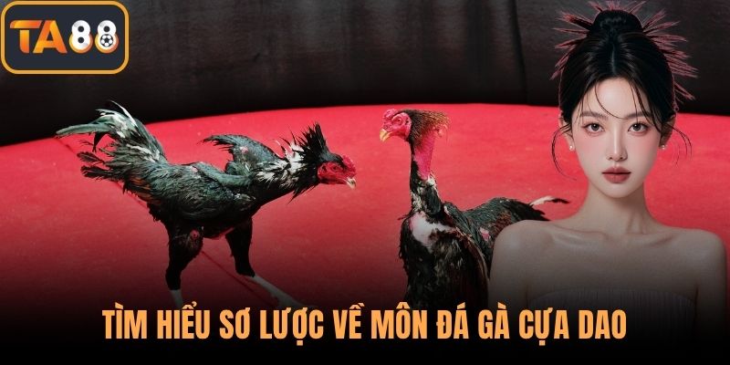 Tìm hiểu sơ lược về môn đá gà cựa dao